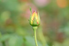 Red And Yellow Rose Bud Stock Image