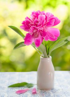Pink Peony Stock Photo Pink Peony Stock Photo
