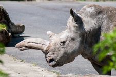 Rhinoceros Royalty Free Stock Photography Rhinoceros Royalty Free Stock Photography