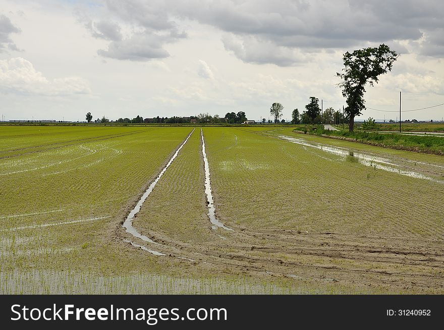 Rice plantation fields - paddies - province of Novara, Italy. Spring flooding and overcast weather. Italian agriculture. Rice plantation fields - paddies - province of Novara, Italy. Spring flooding and overcast weather. Italian agriculture.