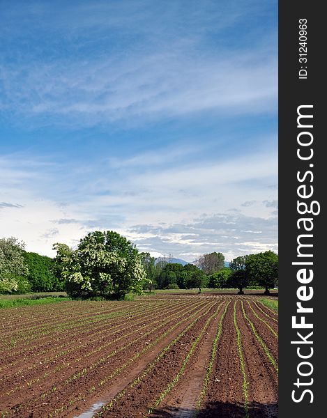 Corn plantation fields in the province of Novara, Italy. Spring blue sky and trees. Italian agriculture. Corn plantation fields in the province of Novara, Italy. Spring blue sky and trees. Italian agriculture.