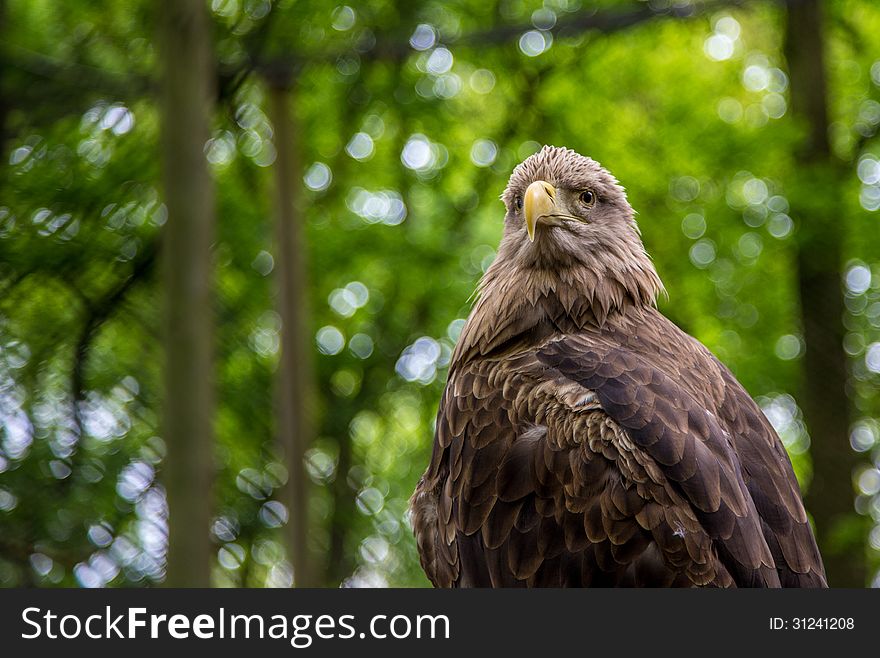 White-tailed Sea-eagle sitting, while checking out the crowd.