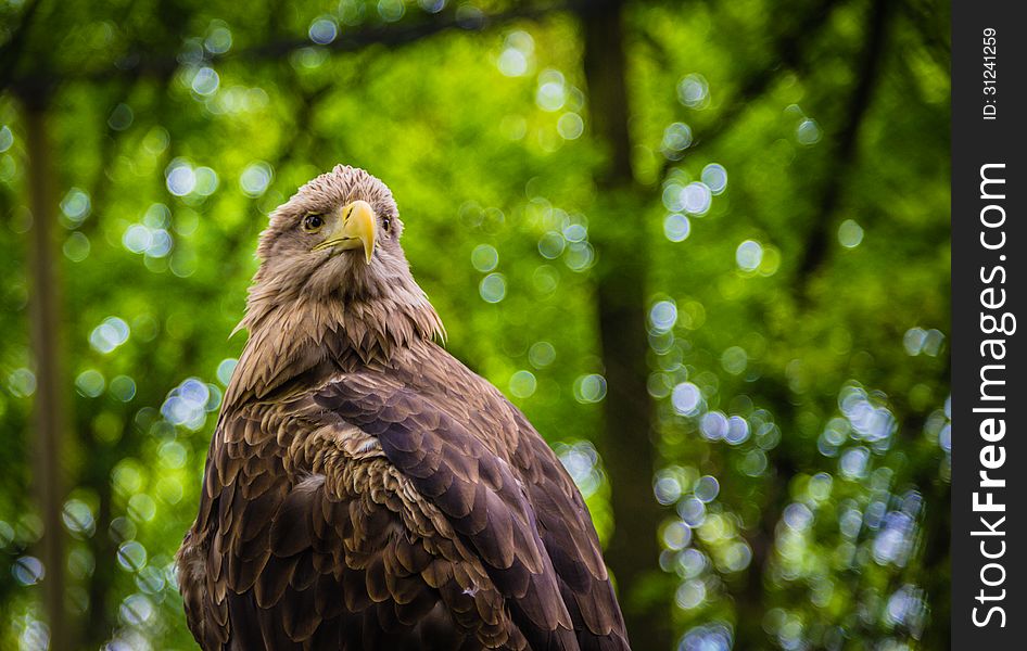 White-tailed Sea-eagle sitting, while checking out the crowd.