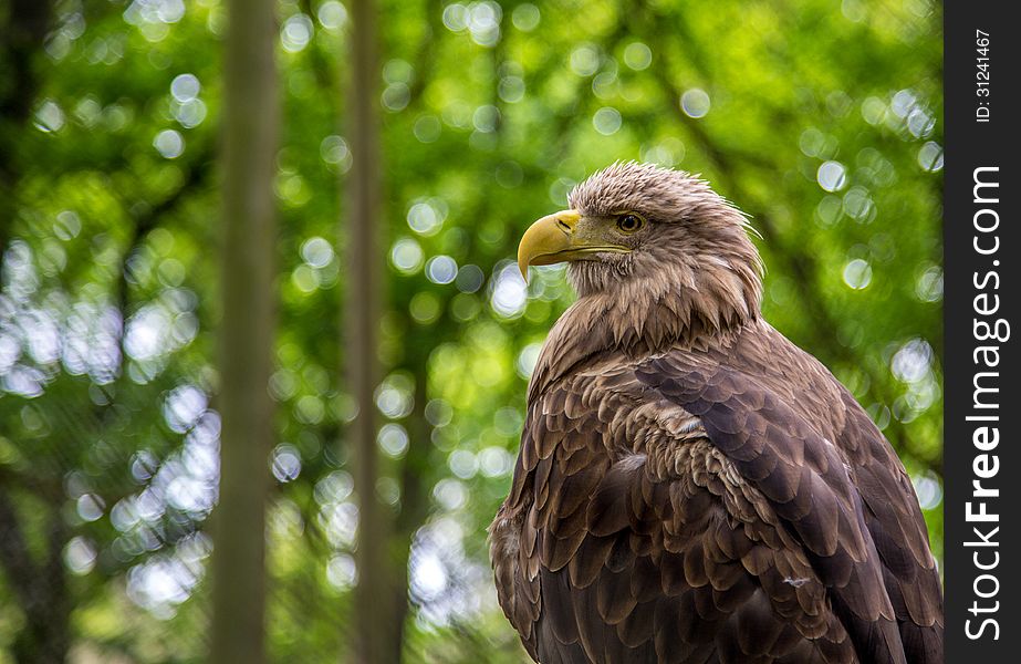 White-tailed Sea-eagle checking out the crowd.