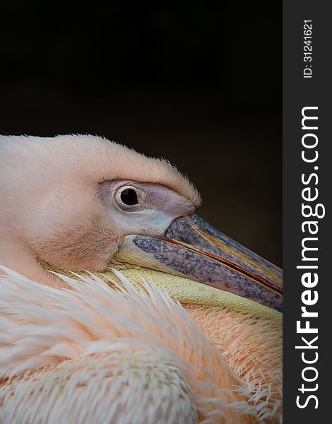 Pink Pelican, resting in the shade