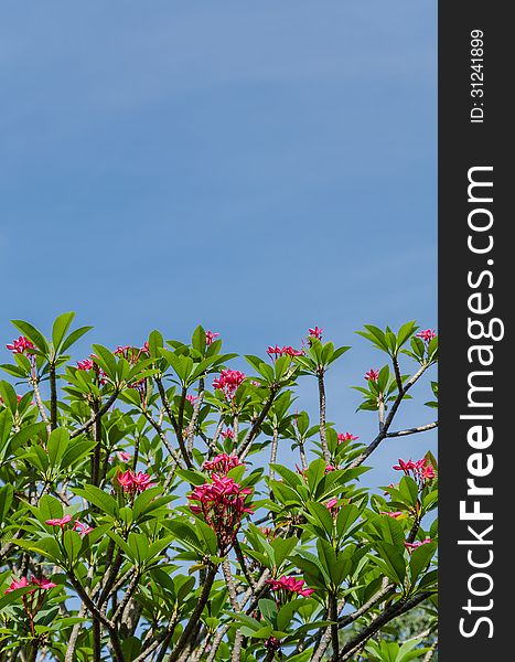 Frangipani trees with bule sky