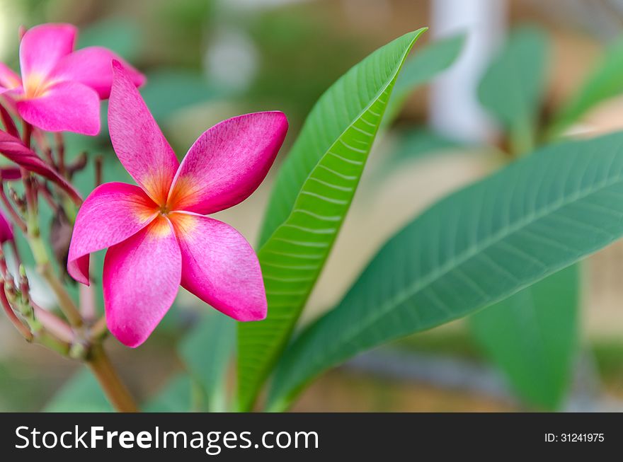 Close up the pink frangipani