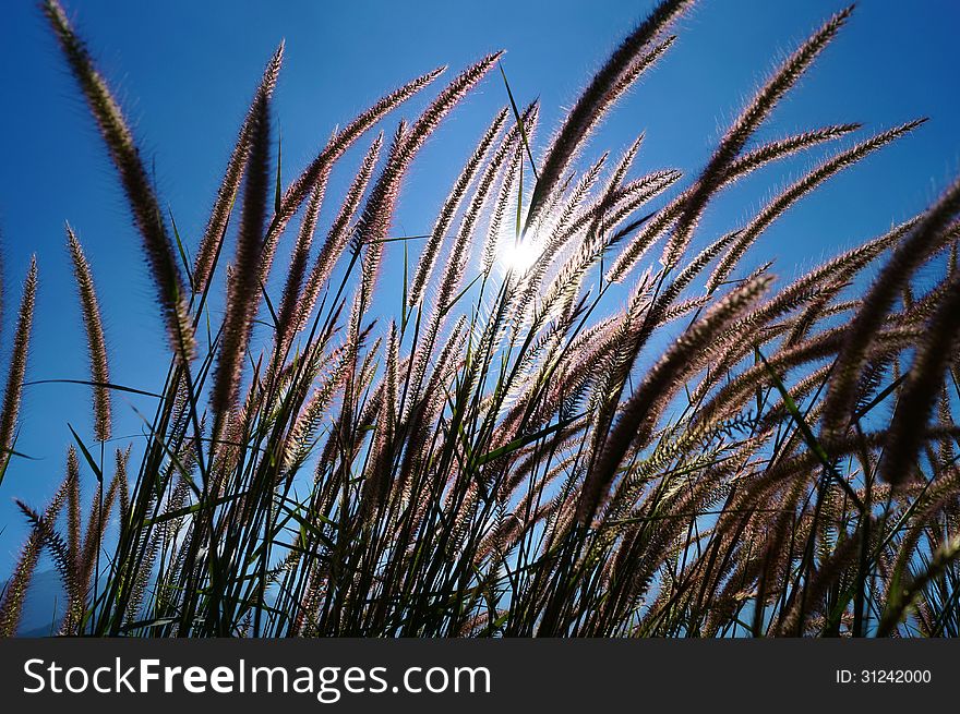 Reed were nodding in the wind daylight from revealing.