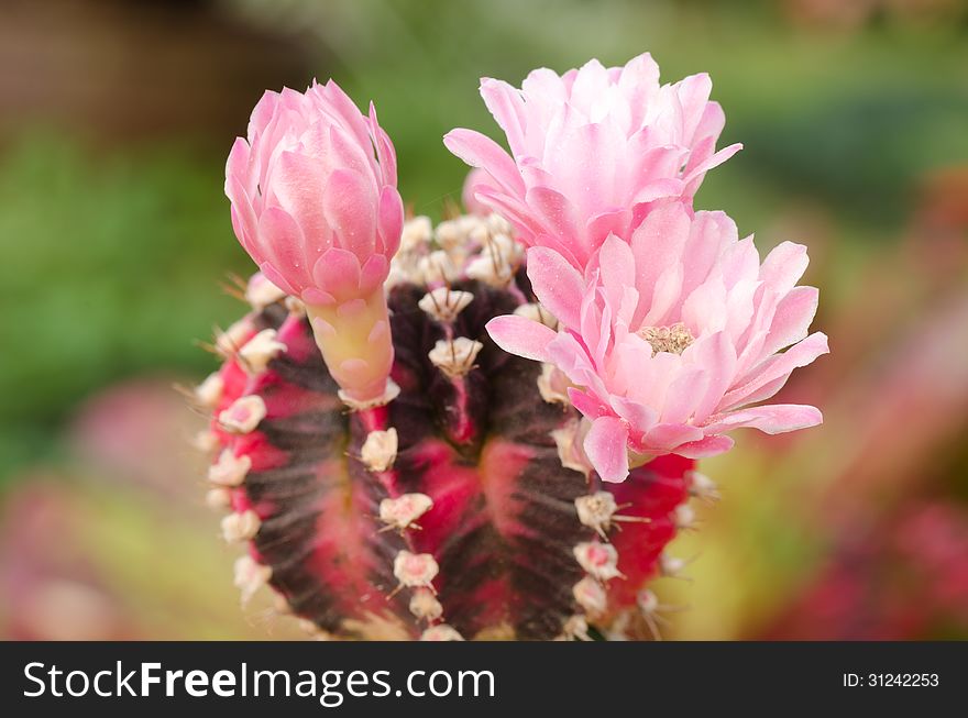 Cactus and pink flower blooming. Cactus and pink flower blooming