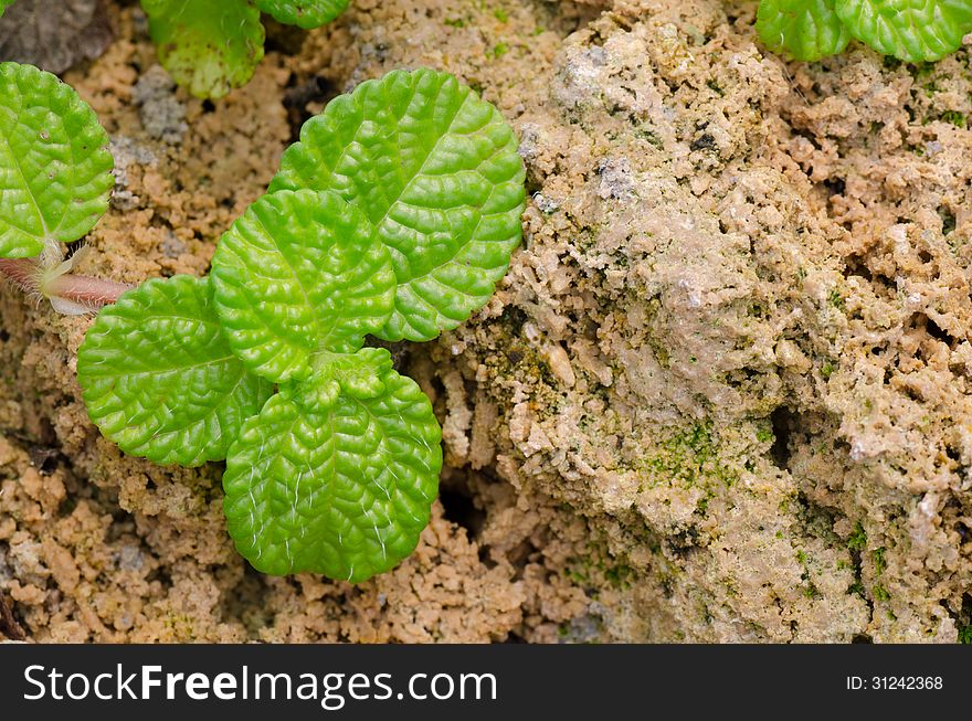 Episcia leaf on stone background