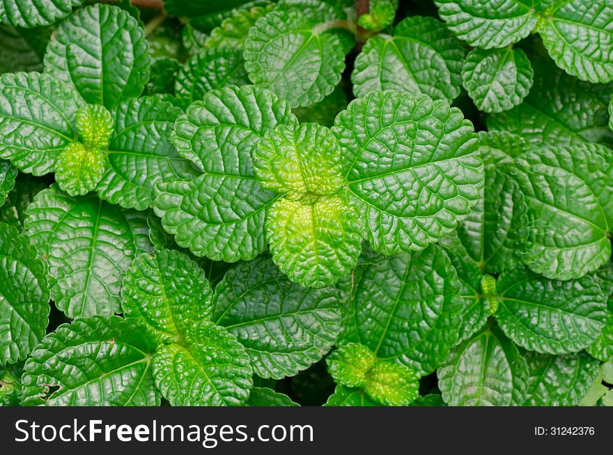 Clos up of Episcia leaf background