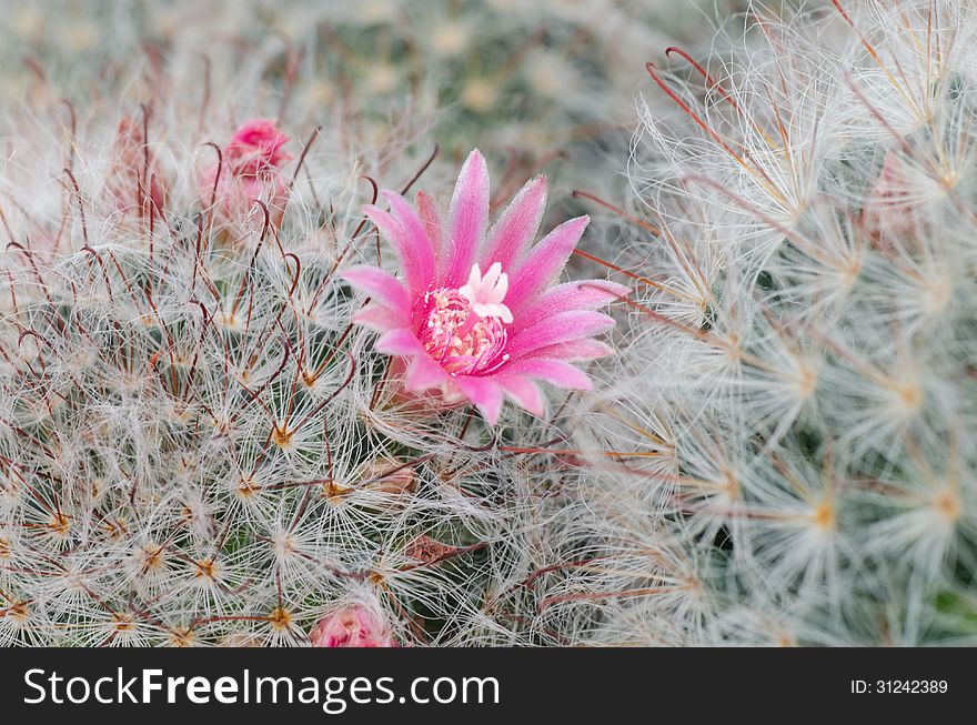 Closeup of cactus and flowers. Closeup of cactus and flowers