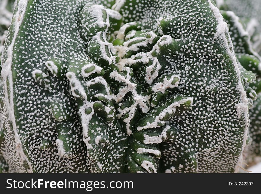 Closeup of cactus texture background