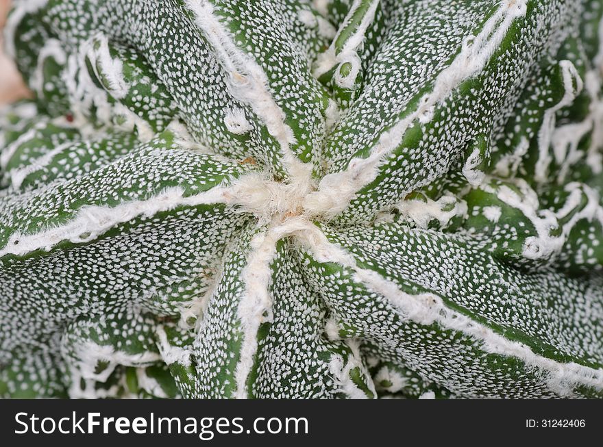 Closeup of cactus texture background