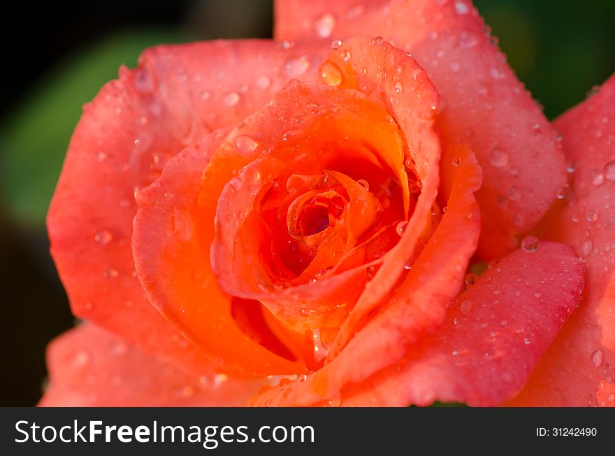 Cloeup of fresh orange rose