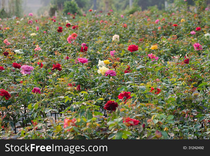 Rose field in loei, Thailand