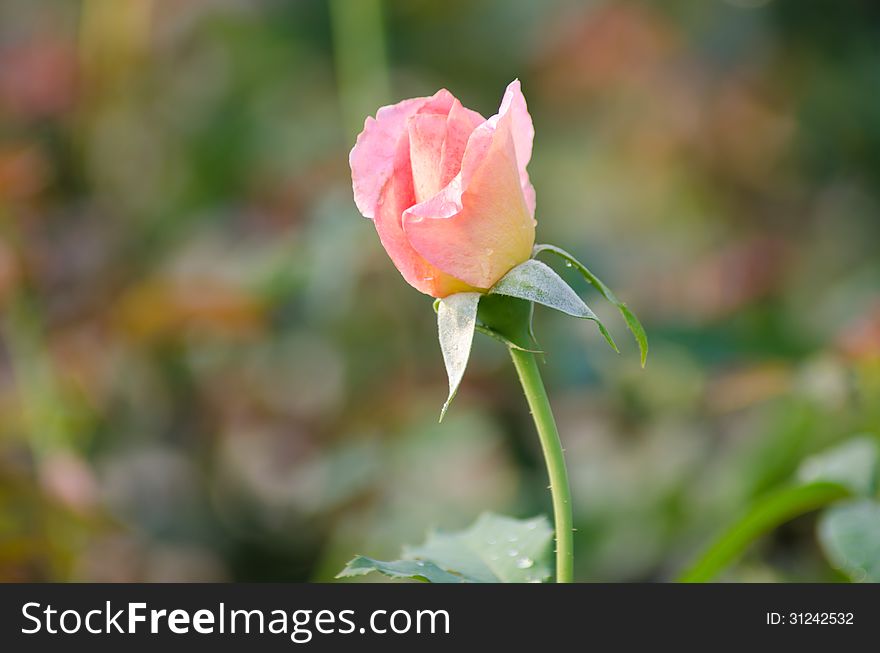 Pink roses blooming in garden