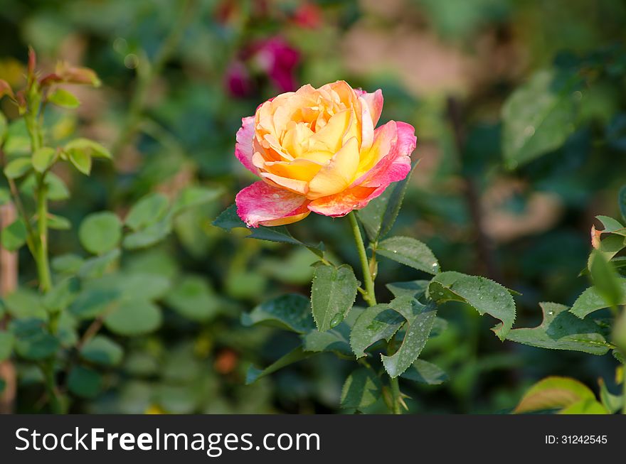 Pink and yellow rose blooming in garden