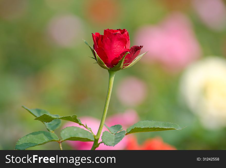 Red rose blooming in garden