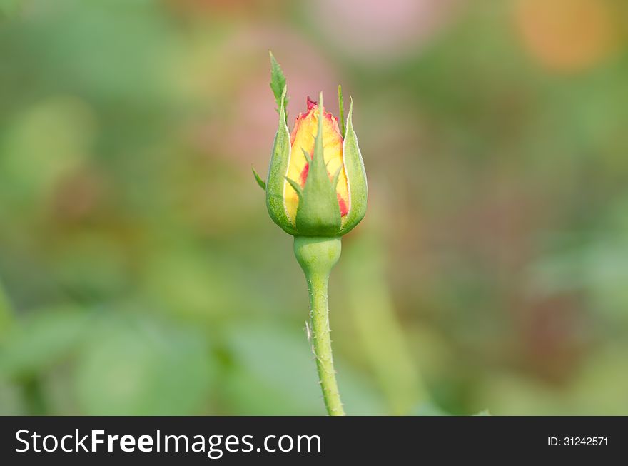 Red and yellow rose bud in garden