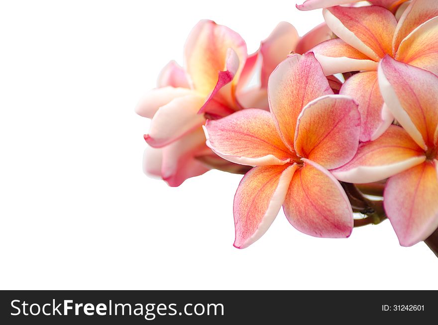 Frangipani isolated on white background.