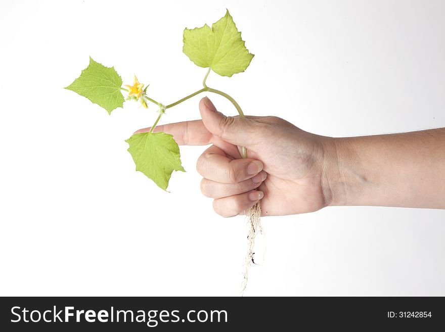 A hand holding a yellow wildflower. A hand holding a yellow wildflower.