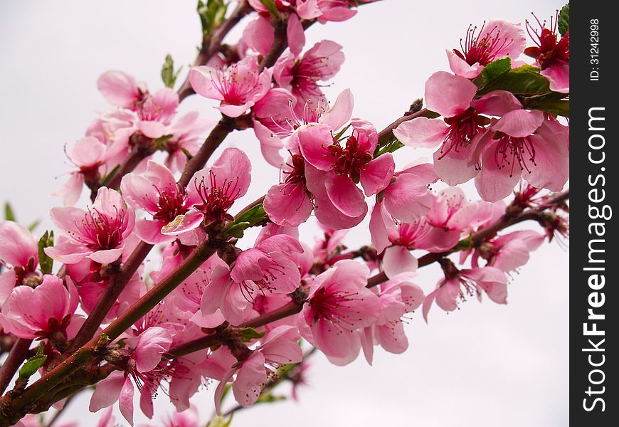Peach flowers in agriculture garden located in East Europe