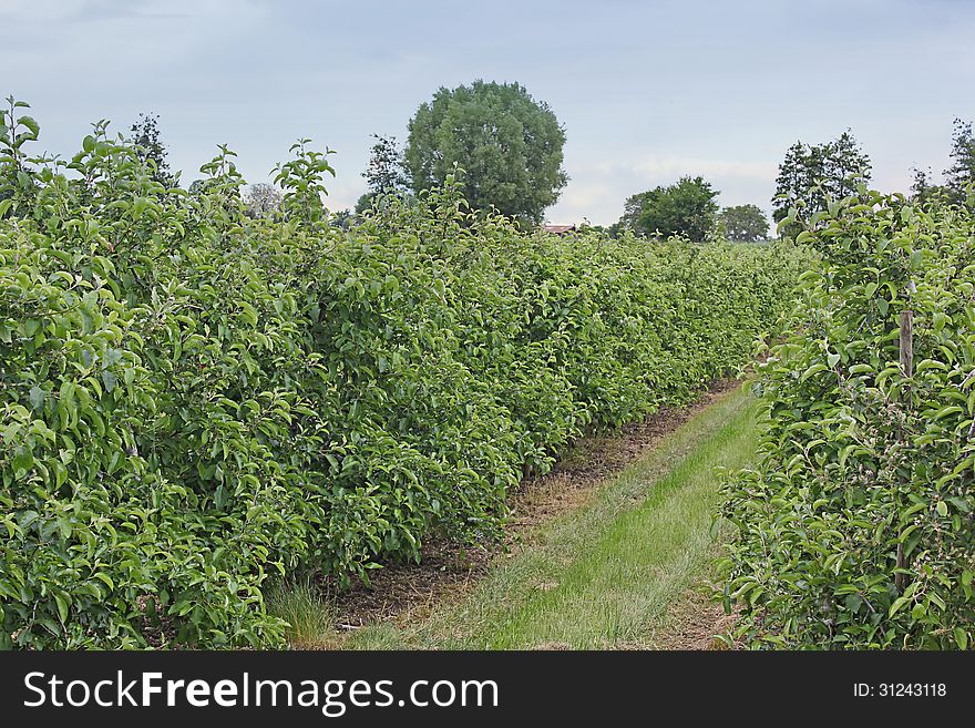 Apple tree plantation in germany in late spring