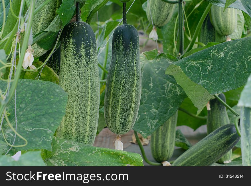Cucumbers growing on a vine