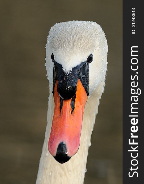 Portrait of a swan with water drops in the plumage. Portrait of a swan with water drops in the plumage.