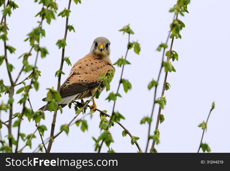 Common Kestrel &x28;Falco Tinnunculus&x29;