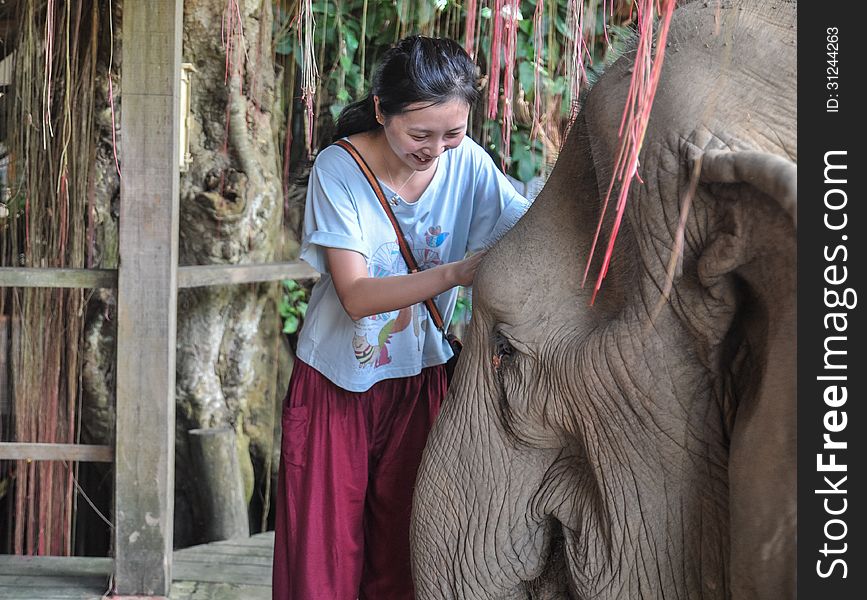 Happy Female Tourist Playing With Elephant