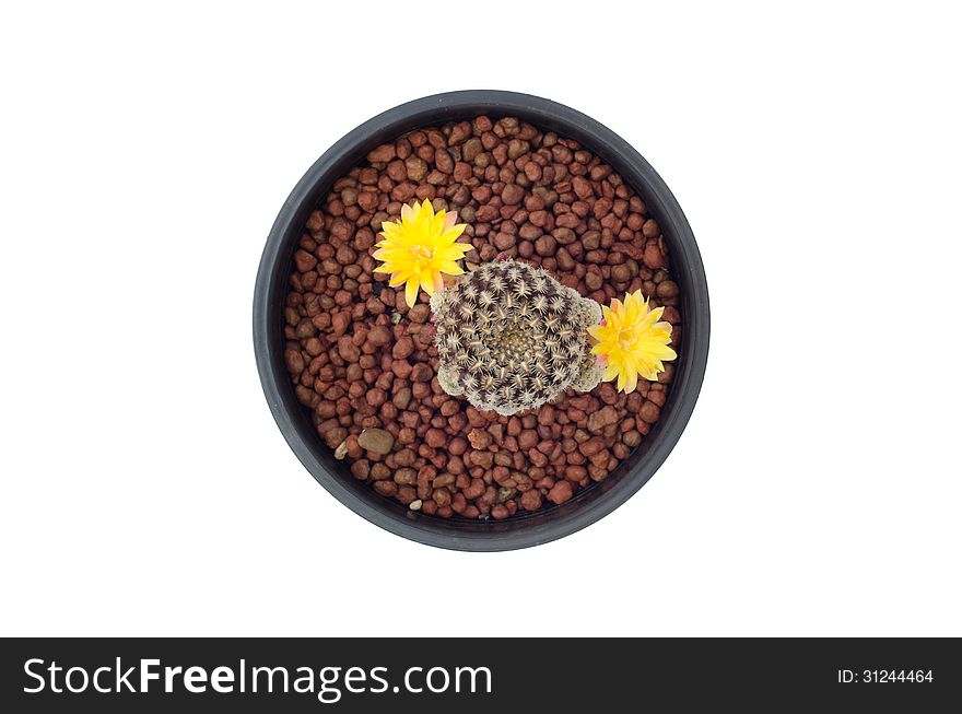 Cactus in pot isolated on white background