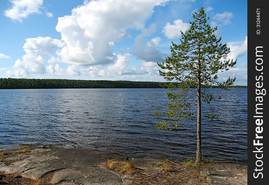 Landscape With A Tree On The Stone Coast