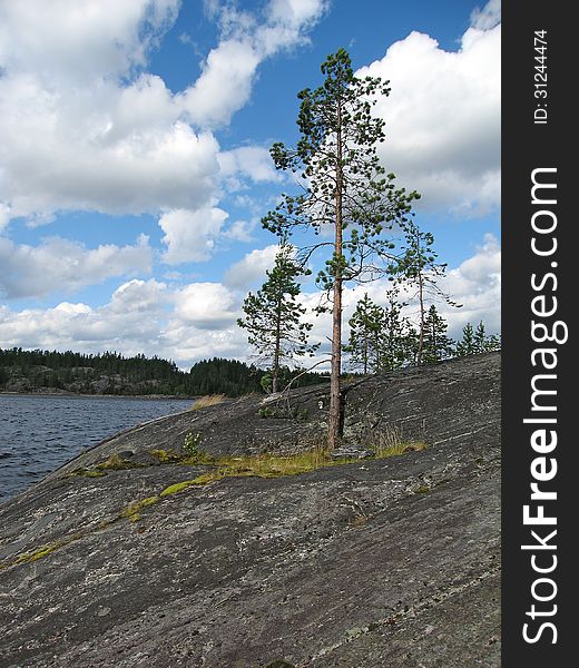 Tree growing out of a stone, Karelia, Russia