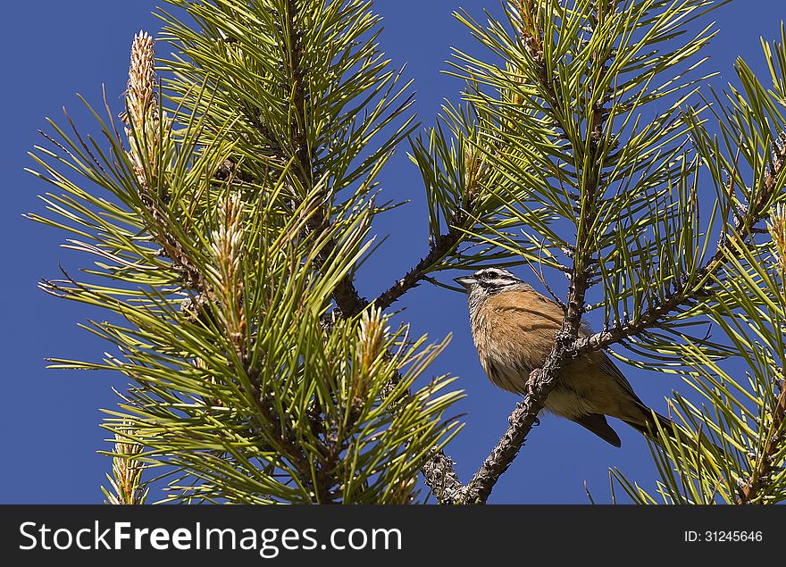 Rock Bunting On Pinetree