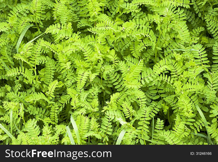 A bright green ground cover growing on the forest floor. A bright green ground cover growing on the forest floor.