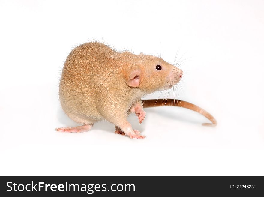 Funny red rat on a white background. Funny red rat on a white background.