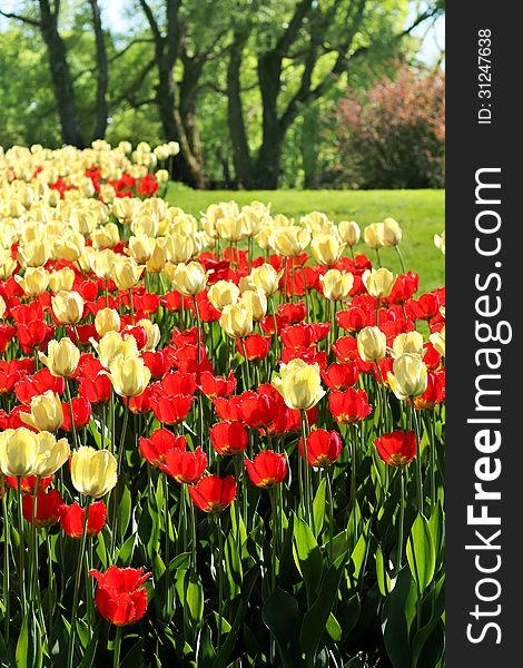 Red and light yellow tulips garden