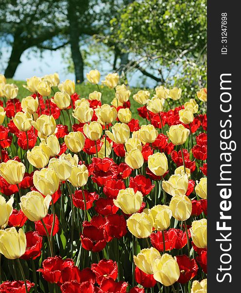 Red and light yellow tulips garden blossoming background. Red and light yellow tulips garden blossoming background