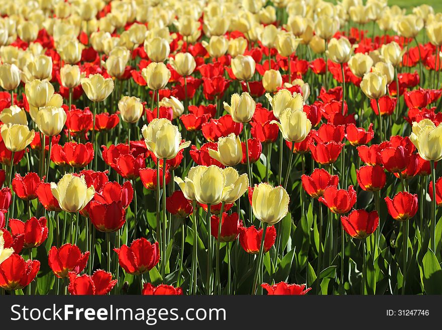 Red And Natural White Tulips Field