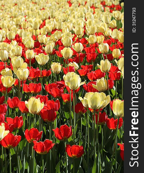 Red and light yellow tulips garden blossoming background. Red and light yellow tulips garden blossoming background