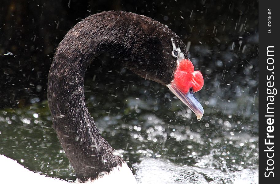 Close Up Of Black Necked Swan In Splashing Water