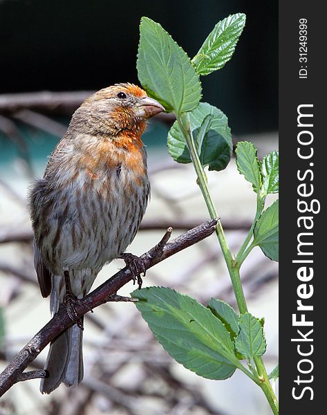 Common House Finche Perched On Tree Branch