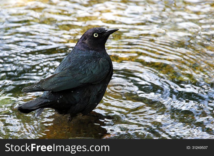 Black Bird Standing In Water Puddle. Black Bird Standing In Water Puddle