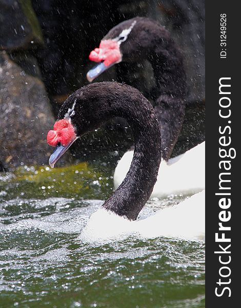 Close Up Of Black Necked Swans In Splashing Water