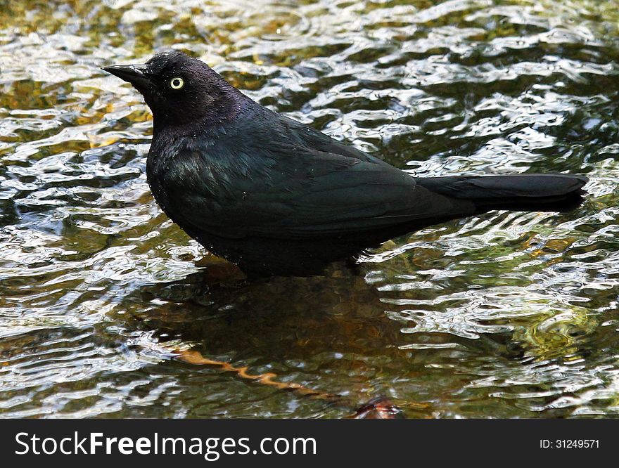 Black Bird Standing In Water Puddle. Black Bird Standing In Water Puddle