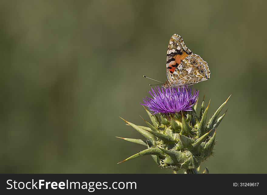 A butterfly is feeding on a thisle. A butterfly is feeding on a thisle