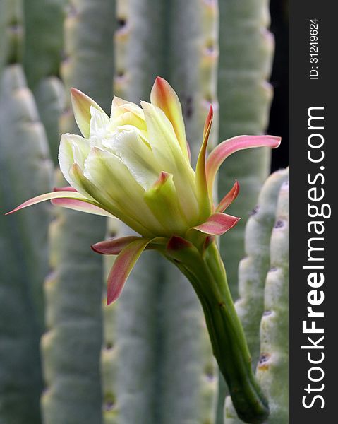 Pale White And Pink Cacti Flower. Pale White And Pink Cacti Flower