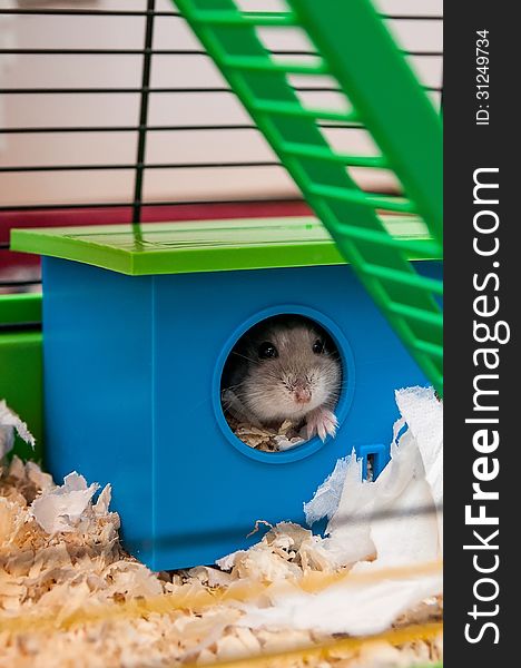 Hamster in small blue home